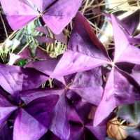 Oxalis triangularis 'Mijke'