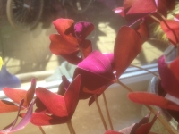 Oxalis triangularis 'Sunny'