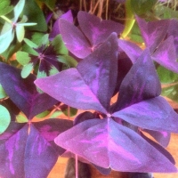 Oxalis triangularis 'Sunny'