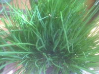 Allium schoenoprasum