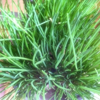 Allium schoenoprasum