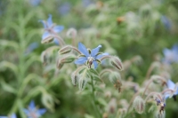 Borago officinalis