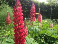 Lupinus polyphyllus Russell Hybriden