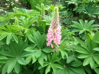 Lupinus polyphyllus New Millenium Mixed