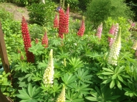 Lupinus polyphyllus New Millenium Mixed