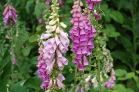 Digitalis purpurea Excelsior Mix