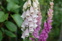 Digitalis purpurea Excelsior Mix