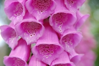 Digitalis purpurea Excelsior Mix