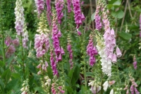 Digitalis purpurea Excelsior Mix