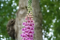Digitalis purpurea Excelsior Mix