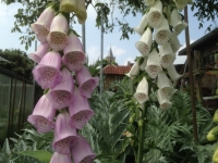 Digitalis purpurea Excelsior Mix