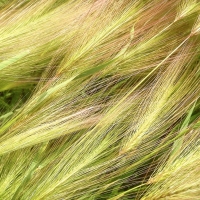 Hordeum jubatum