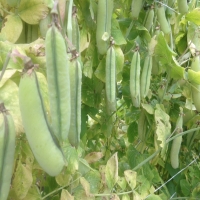 Pisum sativum Rode erwt