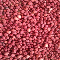 Pisum sativum Rode erwt