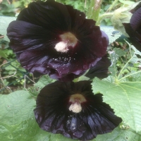 Alcea rosea Nigra