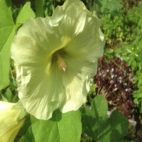 Alcea ficifolia