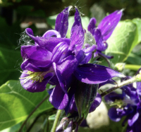Aquilegia vulgaris mengsel