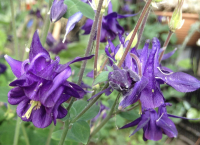 Aquilegia vulgaris mengsel