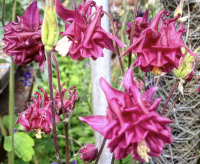 Aquilegia vulgaris mengsel