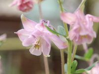 Aquilegia vulgaris mengsel