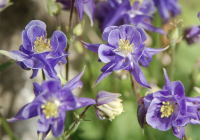 Aquilegia vulgaris mengsel