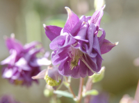 Aquilegia vulgaris mengsel