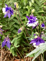 Aquilegia vulgaris mengsel