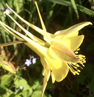 Aquilegia vulgaris mengsel