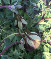 Aquilegia vulgaris mengsel