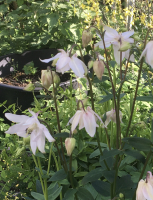 Aquilegia vulgaris mengsel