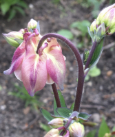 Aquilegia vulgaris mengsel