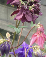 Aquilegia vulgaris mengsel