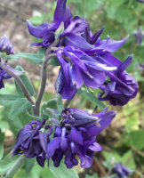 Aquilegia vulgaris mengsel