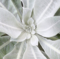 Verbascum bombyciferum