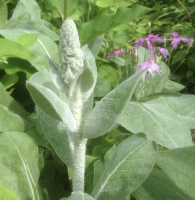 Verbascum bombyciferum