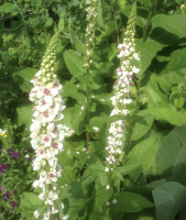 Verbascum mix