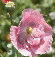 Papaver somniferum mengsel