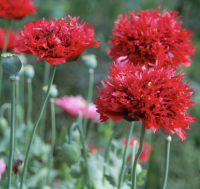 Papaver somniferum mengsel