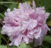 Papaver somniferum mengsel