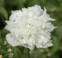 Papaver somniferum mengsel