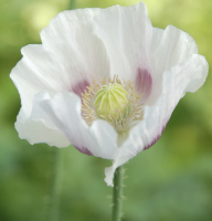Papaver somniferum mengsel