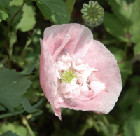 Papaver somniferum mengsel