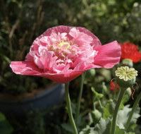 Papaver somniferum mengsel