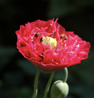 Papaver somniferum mengsel
