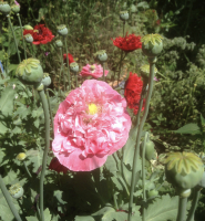 Papaver somniferum mengsel