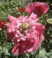 Papaver somniferum mengsel