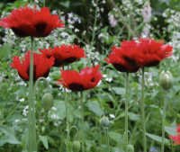 Papaver somniferum mengsel