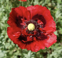 Papaver somniferum mengsel