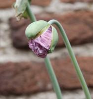Papaver somniferum mengsel