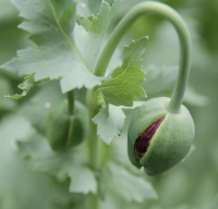 Papaver somniferum mengsel